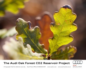 Oak Forest